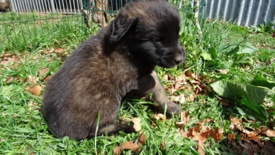 Les chiots de Leonberger