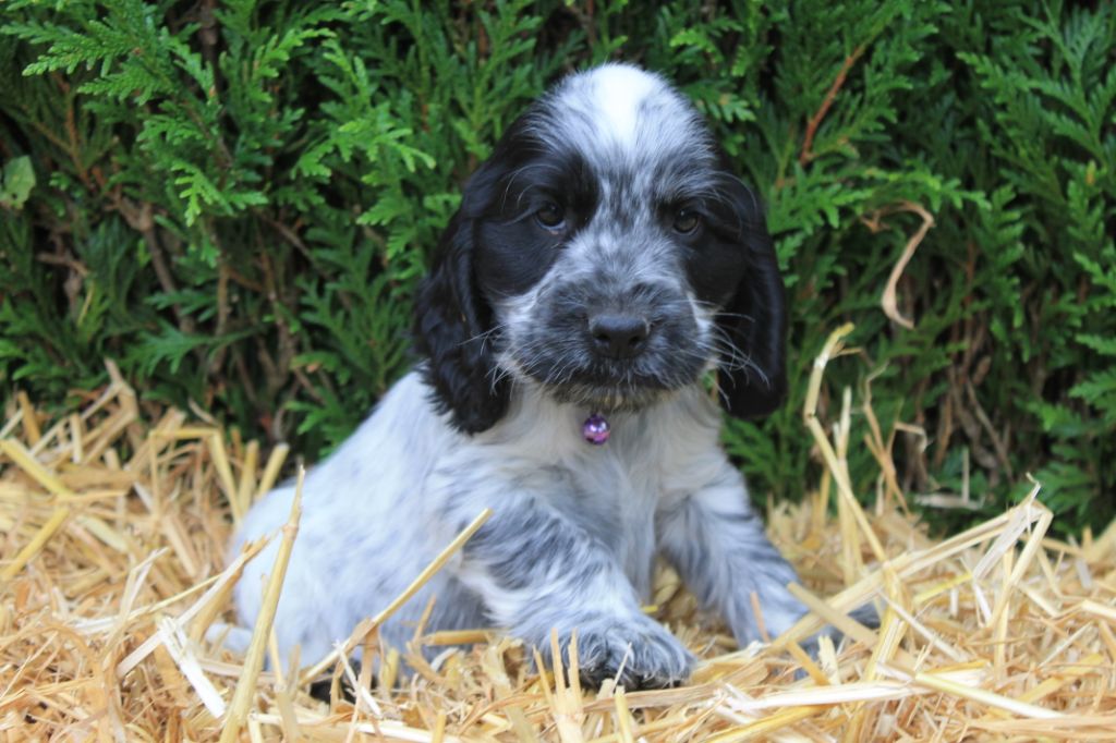 Ravioli du domaine d'hakyna