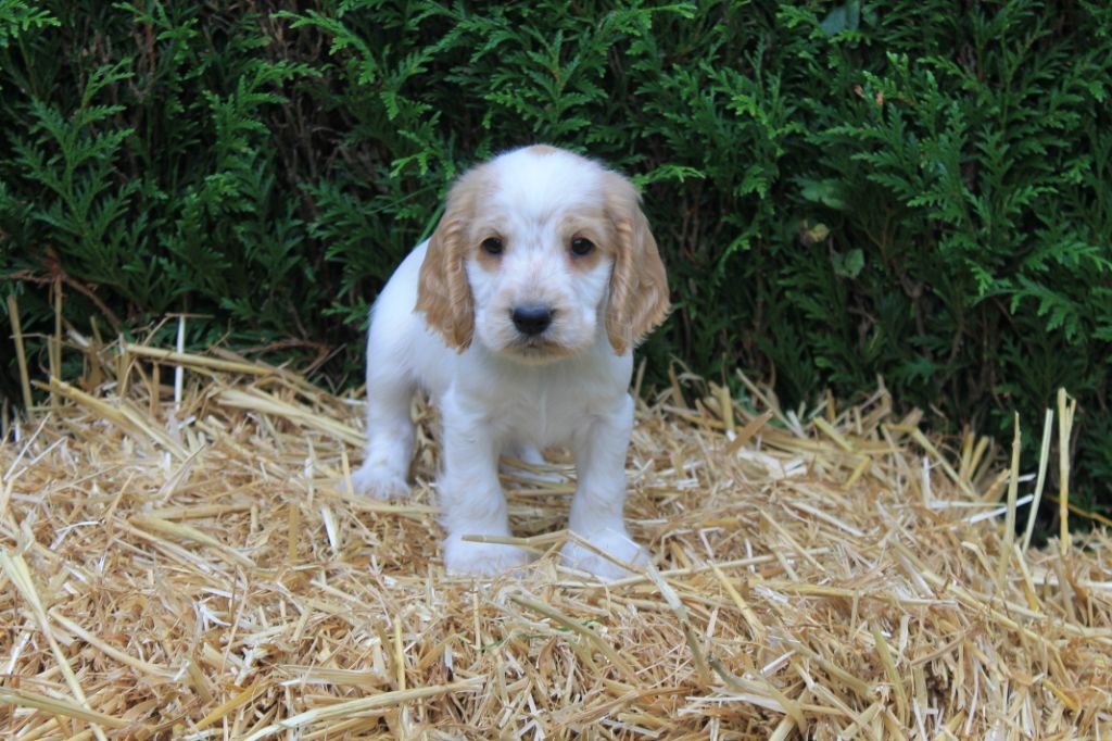 Rocket du domaine d'hakyna