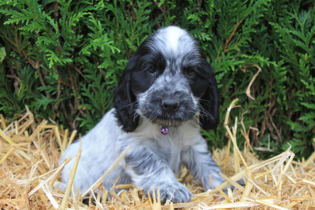 Ravioli du domaine d'hakyna