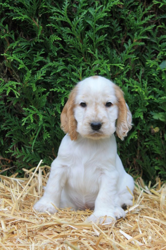 Rainbow shining star du domaine d'hakyna