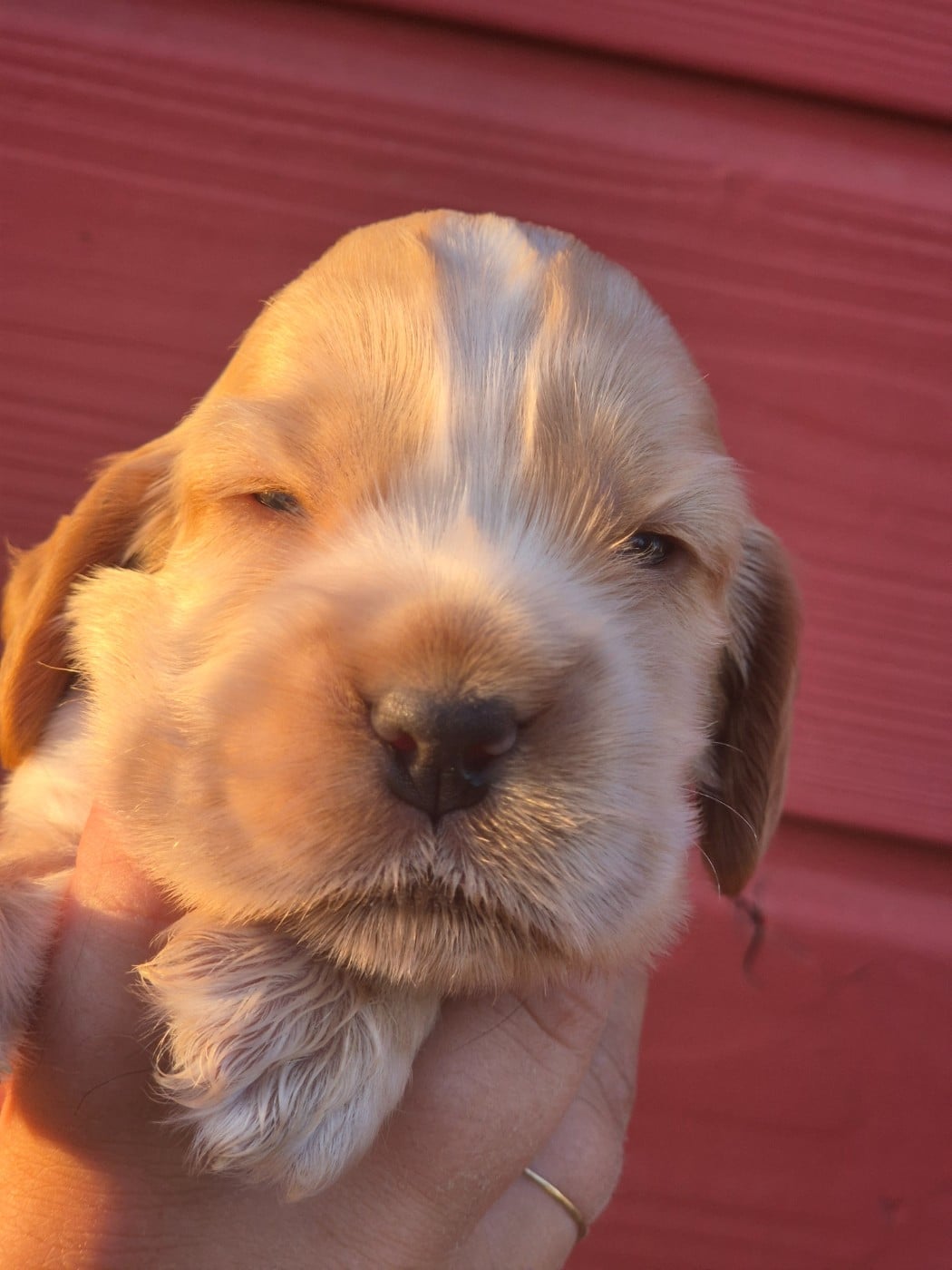 Cocker Spaniel Anglais - Du Domaine D'hakyna