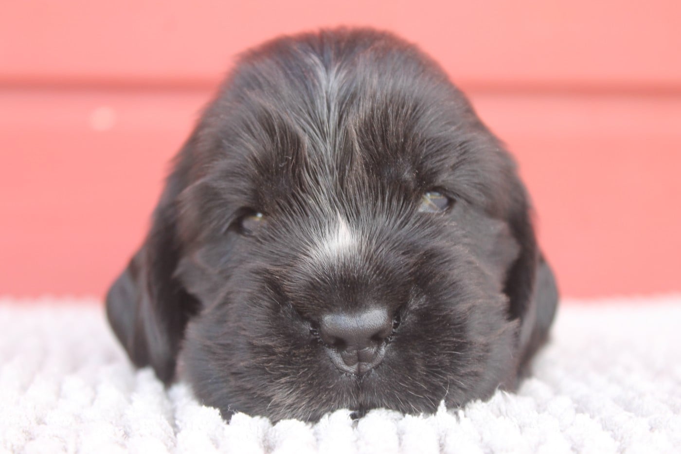 Cocker Spaniel Anglais - Du Domaine D'hakyna