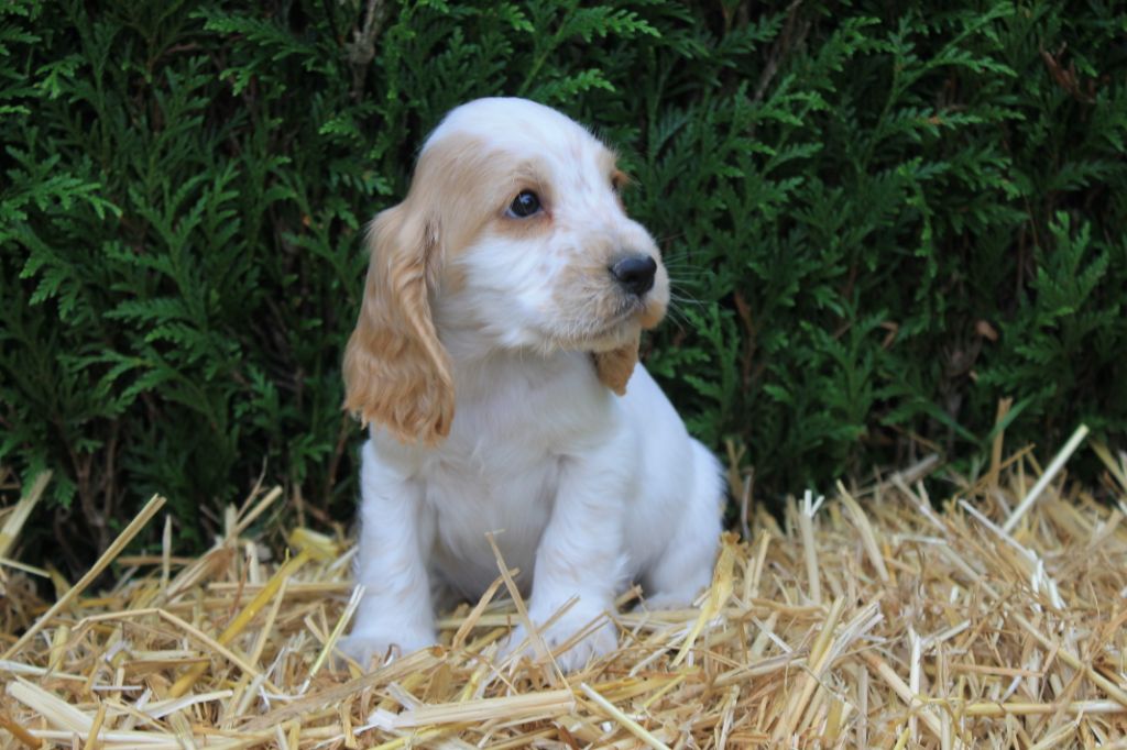 Rocket du domaine d'hakyna