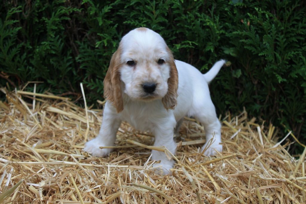 Rainbow shining star du domaine d'hakyna