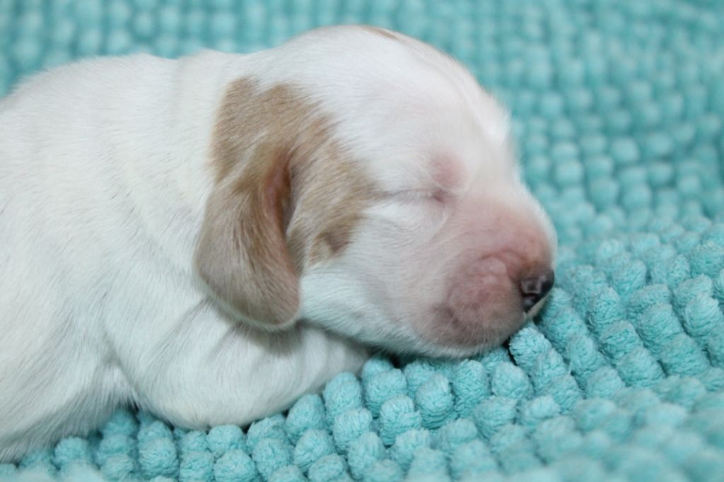 Rainbow shining star du domaine d'hakyna