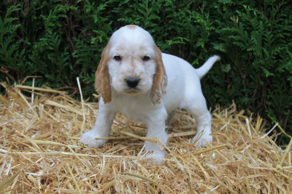 Rainbow shining star du domaine d'hakyna