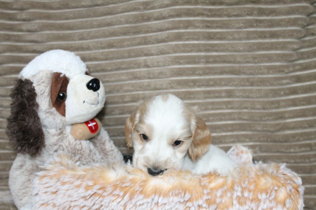 R....... du domaine d'hakyna