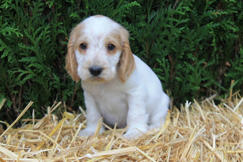 Rocket du domaine d'hakyna