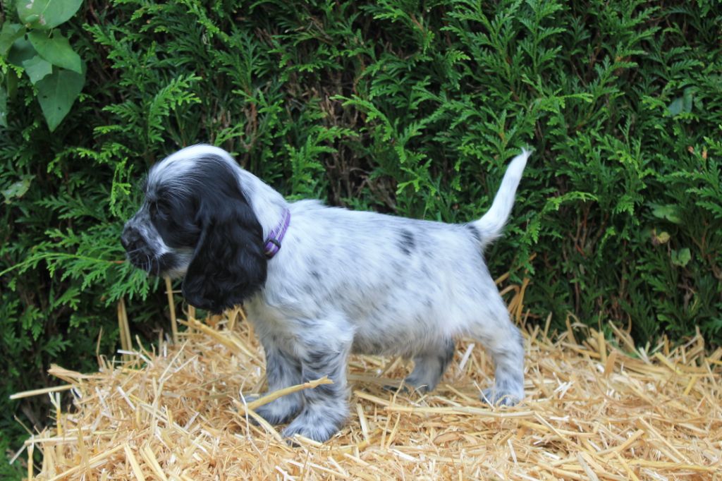 Ravioli du domaine d'hakyna