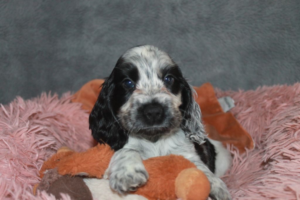 Cocker Spaniel Anglais - Du Domaine D'hakyna