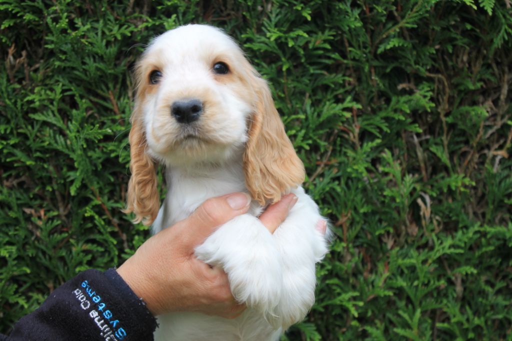 R....... du domaine d'hakyna