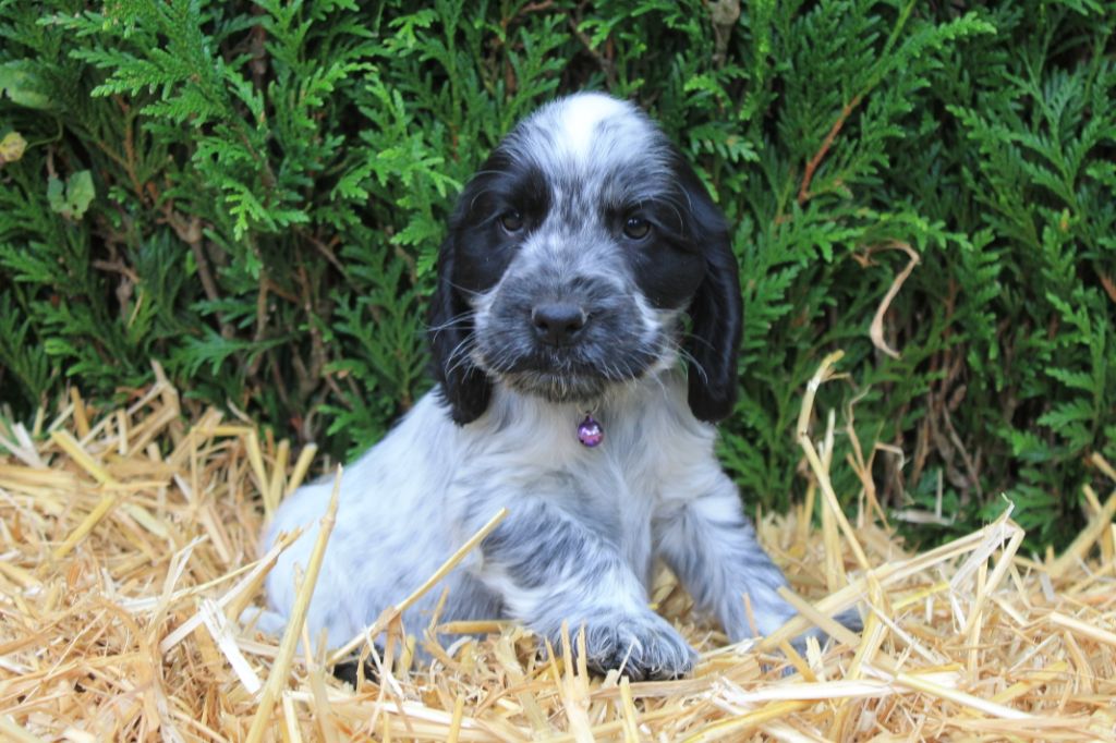 Ravioli du domaine d'hakyna