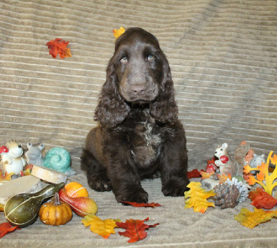 Les chiots de Cocker Spaniel Anglais