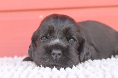 Les chiots de Cocker Spaniel Anglais