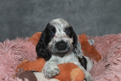 Les chiots de Cocker Spaniel Anglais