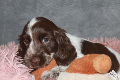 Les chiots de Cocker Spaniel Anglais
