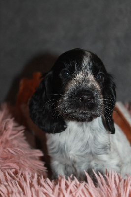 Les chiots de Cocker Spaniel Anglais
