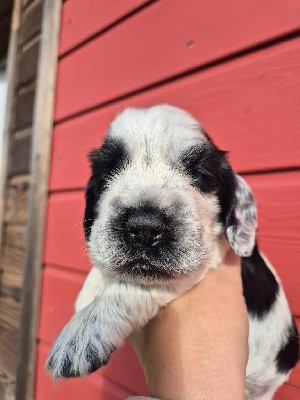 Cocker Spaniel Anglais - Du Domaine D'hakyna