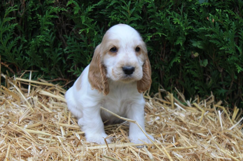 R....... du domaine d'hakyna