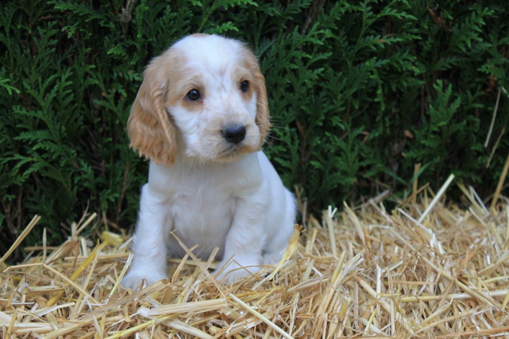 Rocket du domaine d'hakyna