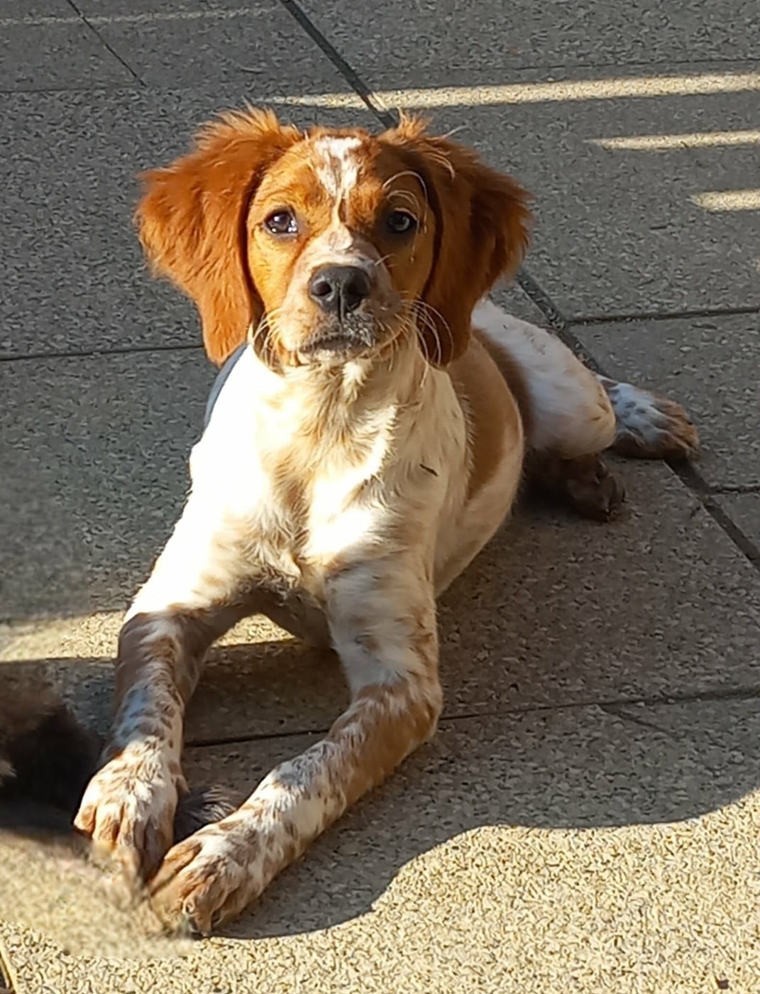 Publication : Du Sentier Des Biches