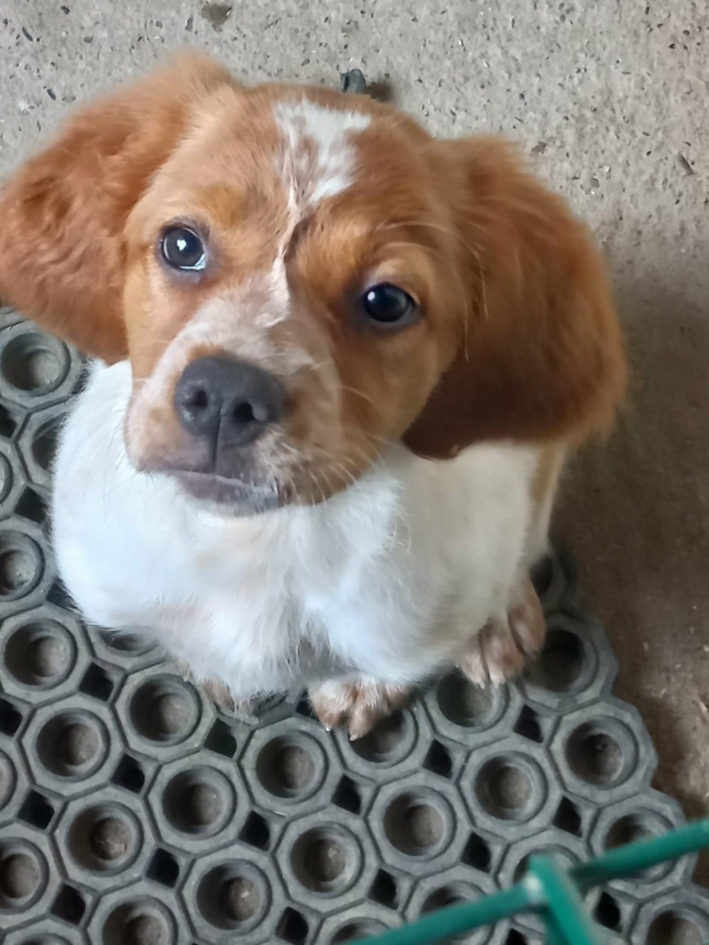 Publication : Du Sentier Des Biches