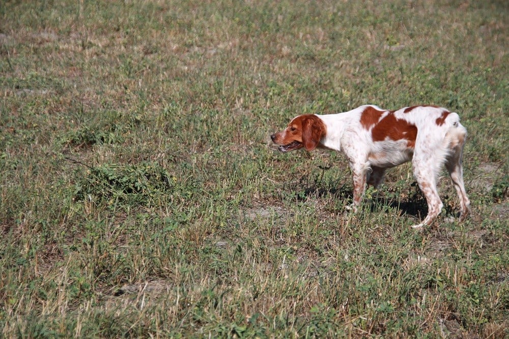 Publication : Du Sentier Des Biches