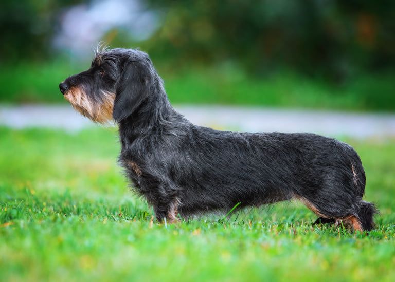 zhekadogs Alaska beauty