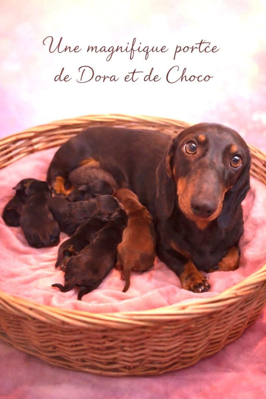 CHIOT 5 - Teckel poil ras