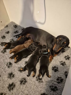 Les chiots de Teckel poil ras