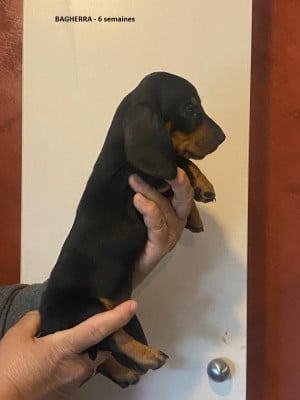 Les chiots de Teckel poil ras