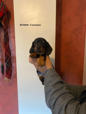 Les chiots de Teckel poil ras