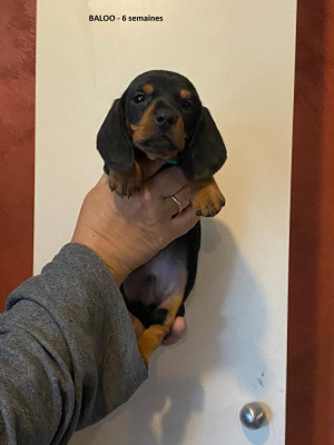 Les chiots de Teckel poil ras