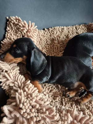 Les chiots de Teckel poil ras
