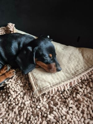Les chiots de Teckel poil ras
