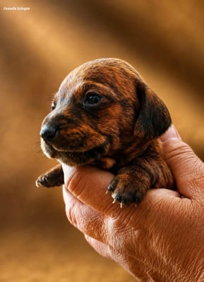 Les chiots de Teckel poil ras