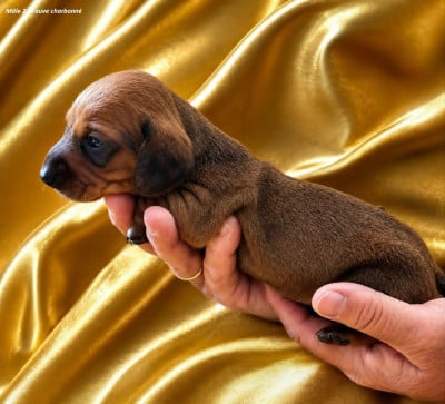 Les chiots de Teckel poil ras