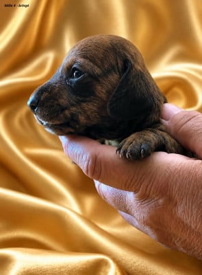 Les chiots de Teckel poil ras