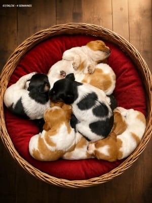 Les chiots de Epagneul Breton