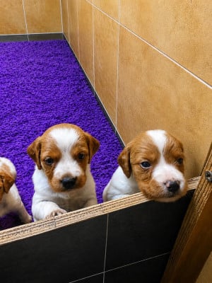 Les chiots de Epagneul Breton
