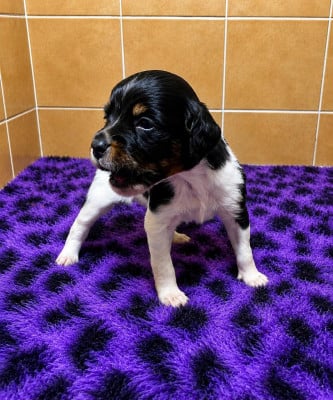 Les chiots de Epagneul Breton