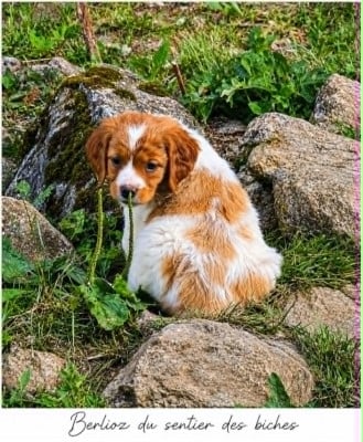 Les chiots de Epagneul Breton