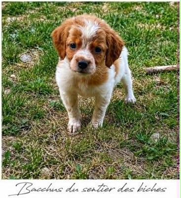Les chiots de Epagneul Breton