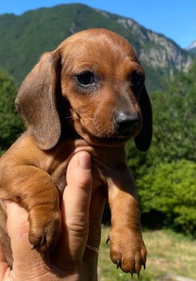 Les chiots de Teckel poil ras
