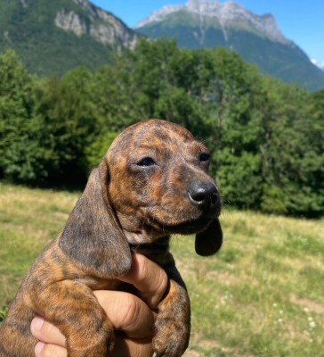 Les chiots de Teckel poil ras
