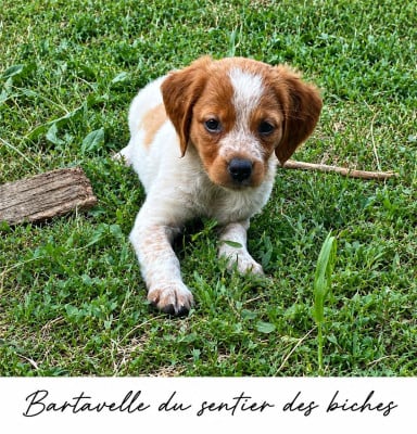 Les chiots de Epagneul Breton