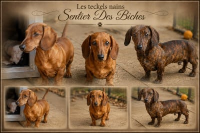 Les chiots de Teckel poil ras