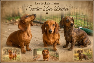 Les chiots de Teckel poil ras