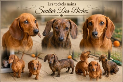 Les chiots de Teckel poil ras